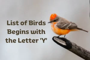 Birds That Start with Y
