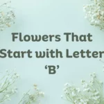 Flowers That Start With B