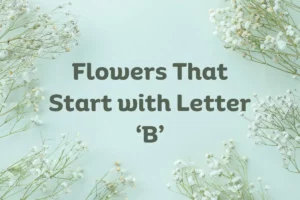 Flowers That Start with B