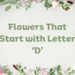 Flowers That Start With D