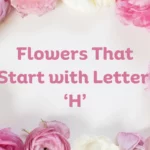 Flowers That Start With H