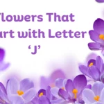 Flowers That Start With J