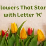 Flowers That Start With K