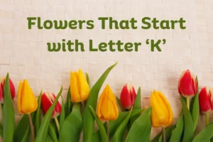 Flowers That Start With K
