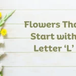 Flowers That Start With L