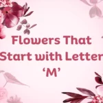 Flowers That Start With M