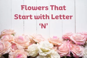 Flowers That Start With N