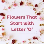 Flowers That Start With O