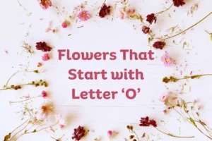 Flowers That Start With O