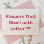 Flowers That Start With P