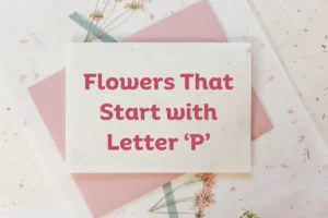 Flowers That Start With P