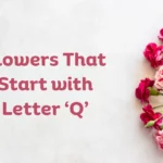 Flowers That Start With Q