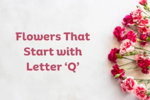 Flowers That Start With Q