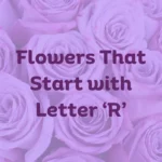 Flowers That Start With R