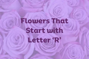 Flowers That Start With R