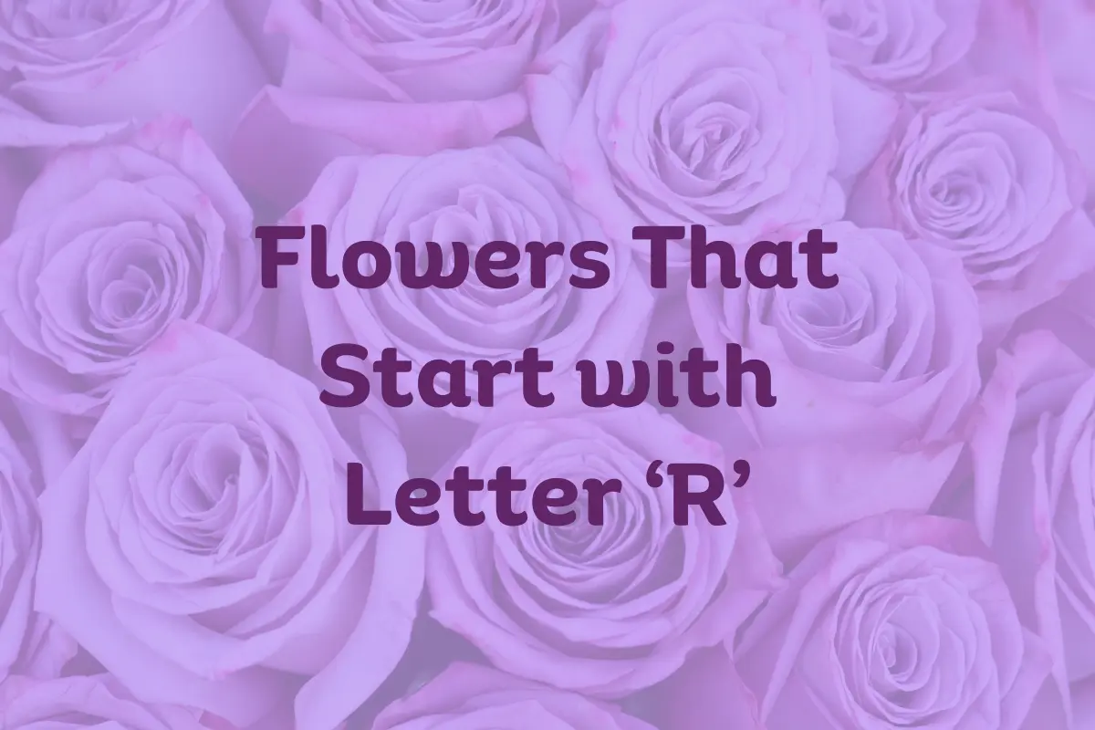 Flowers That Start With R