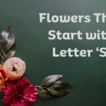 Flowers That Start With S