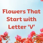 Flowers That Start With V