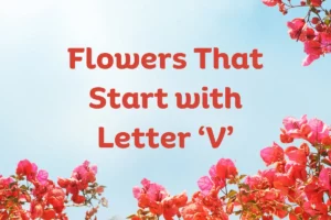 Flowers That Start With V