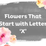 Flowers That Start With X