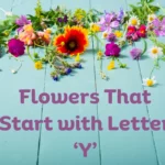 Flowers That Start With Y