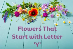 Flowers That Start With Y