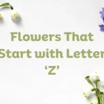 Flowers That Start With Z