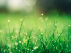 Guide To Using Biostimulants On Your Yard