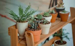 Plants That Start With A – Plant Names