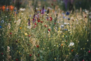 Amazing Plants That Start With C