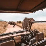 Exploring the Wild: Decoding the Best Time for A Safari Adventure In Africa