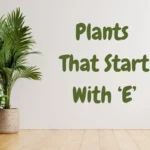 Eager to Explore? Check Out This List of Plants That Start With E!