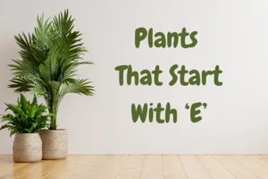 Plants That Start With E