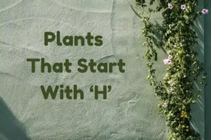 Plants That Start With H