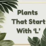 The Top Most Beautiful Plants That Start With L – Prepare to Be Amazed!