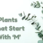 Discover the Ultimate List of Beautiful Plants That Start With M