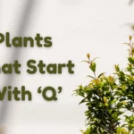 Get Green with Envy: Check Out These Amazing Plants That Start With Q