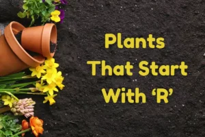 Plants That Start With R