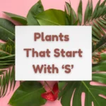 Check out This Comprehensive List of Plants That Start With S