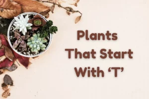 Plants That Start With T