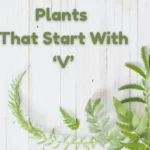 Vibrant and Varied: A Comprehensive List of Plants That Start With V