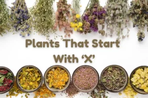 Plants That Start With X