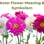 Aster Flower Meaning, Symbolism, and Mythology