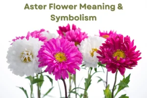 Aster Flower Meaning, Symbolism, and Mythology