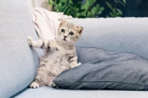 What Do Dreams about Cats Mean