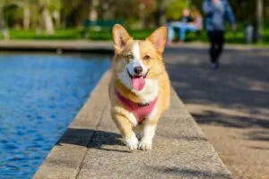 Dog Dream Meanings: What Is Your Dream Telling You?