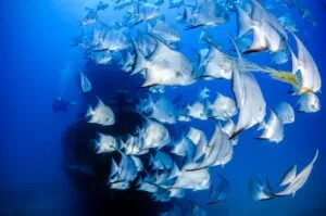 Fish That Start With A [Full List] – Fish Names