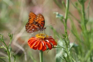 Orange flower meaning in culture