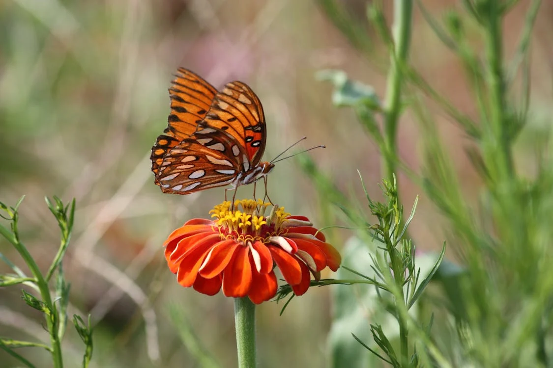 Orange Flowers 🏵️ Explore Their Symbolism and Meaning