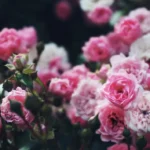 Pink Flower Meaning: What Do They Symbolize?